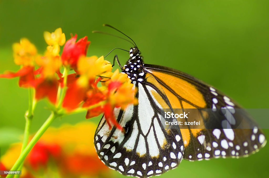 Negro Veined Tiger Butterfly (Danaus melanippus - Foto de stock de Aferrarse libre de derechos