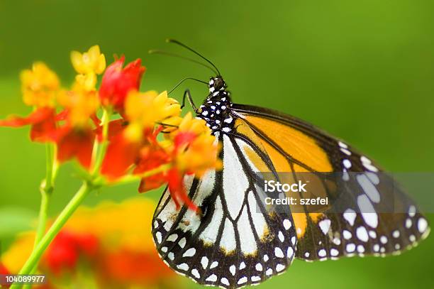 Preto Veined Tigre Melanippus Danaus Gilippus - Fotografias de stock e mais imagens de Agarrar - Agarrar, Alimentar, Animal