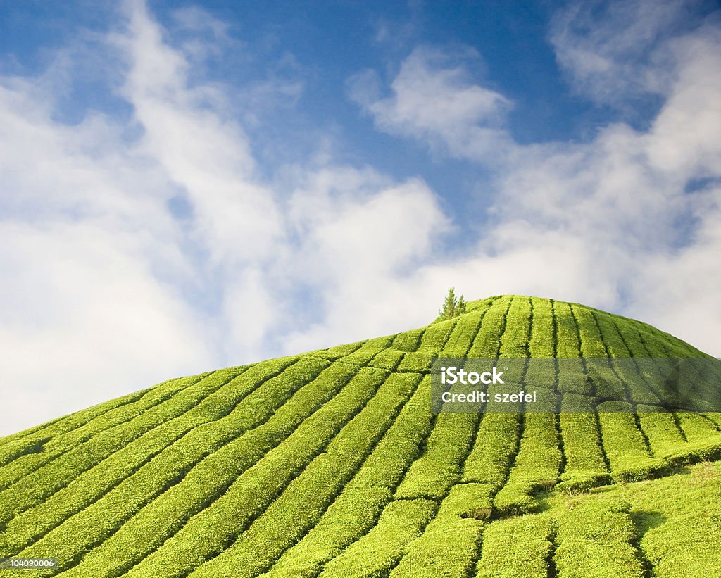 Le piantagioni di tè - Foto stock royalty-free di Agricoltura