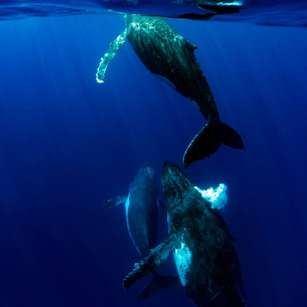 istock Humpback whale underwater in Moorea French Polynesia 1040900568