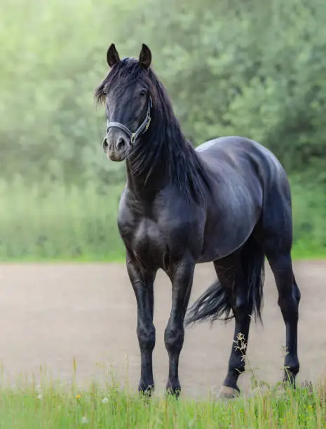 Full body portrait of black Andalusian horse standing.