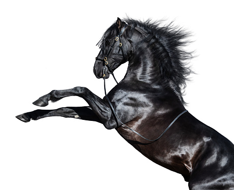 Black Andalusian horse rearing. Isolated on white background.