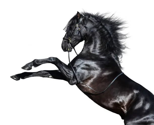 Black Andalusian horse rearing on white background.