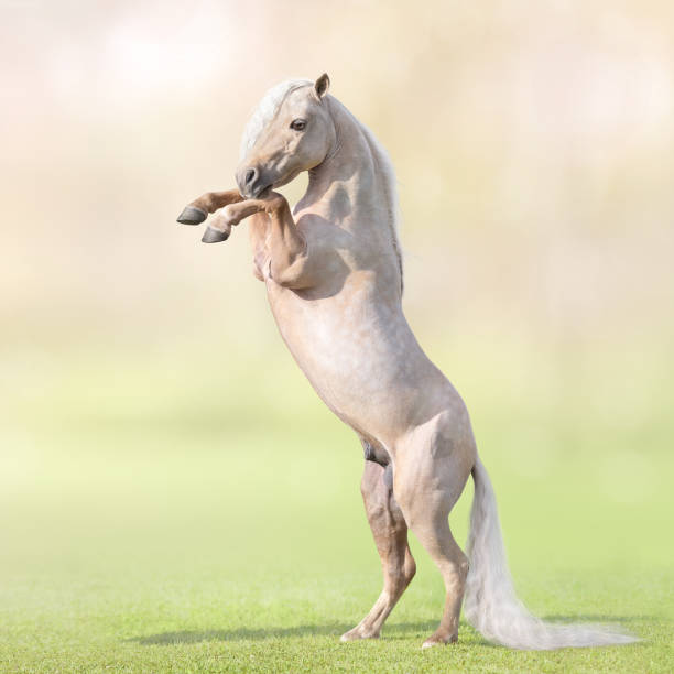 istock Palomino Miniature Horse with long white tail rearing on grass. 1040902418