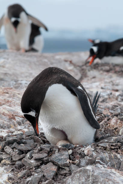 istock Nesting adult Gentoo Penguin incubating egg, Antarctic Peninsula 1040902574