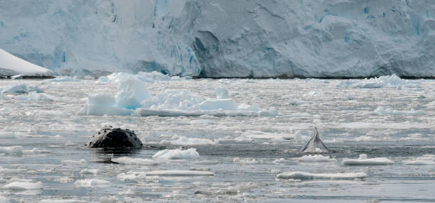istock Humpback Whales surfacing through broken ice, Antarctic Peninsula 1040902822