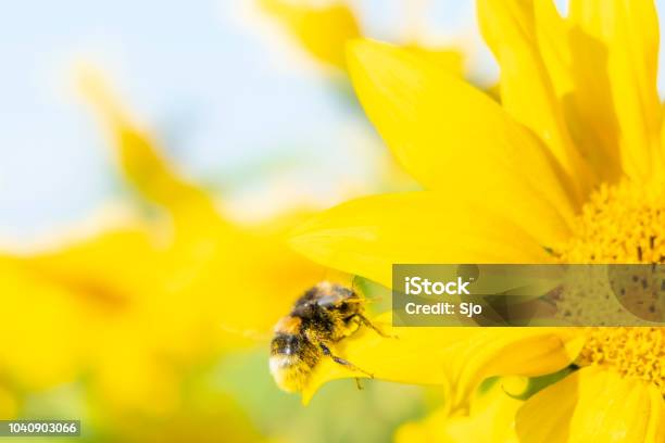 Bumblebee Sitting On A Sunflower With Blue Sky Background During Summer Stock Photo - Download Image Now