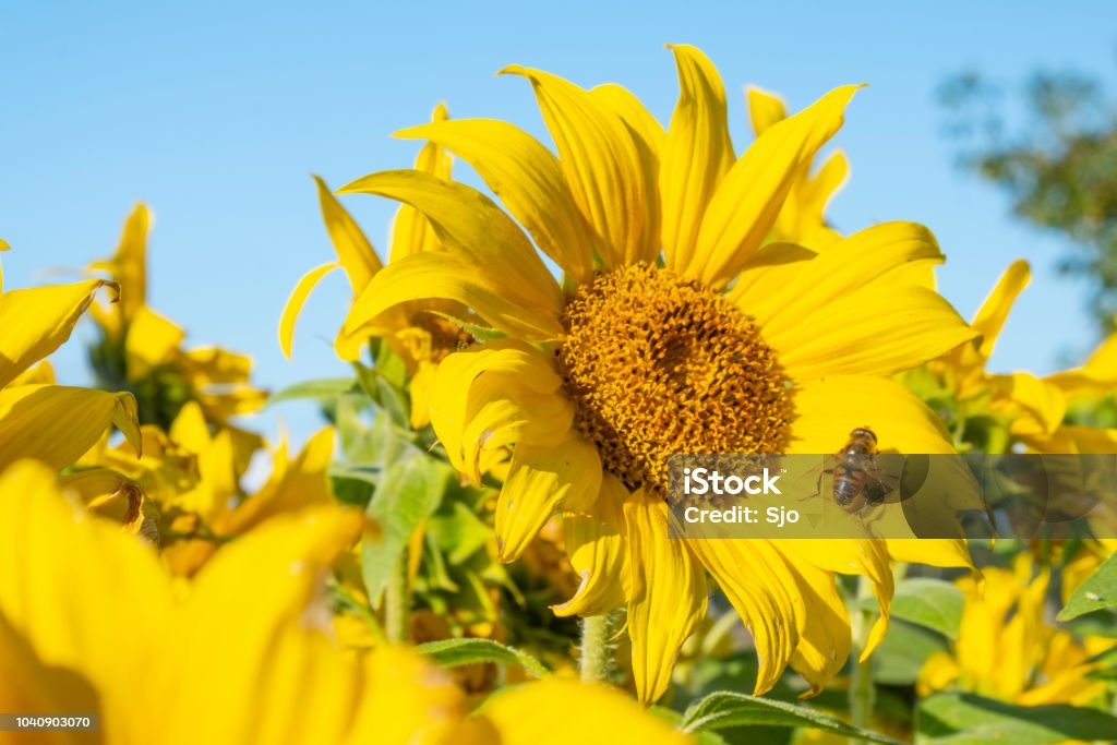 Bee sitting on a Sunflower with blue sky background during summer Agricultural Field Stock Photo