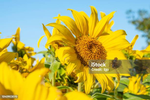 Bee Sitting On A Sunflower With Blue Sky Background During Summer Stock Photo - Download Image Now