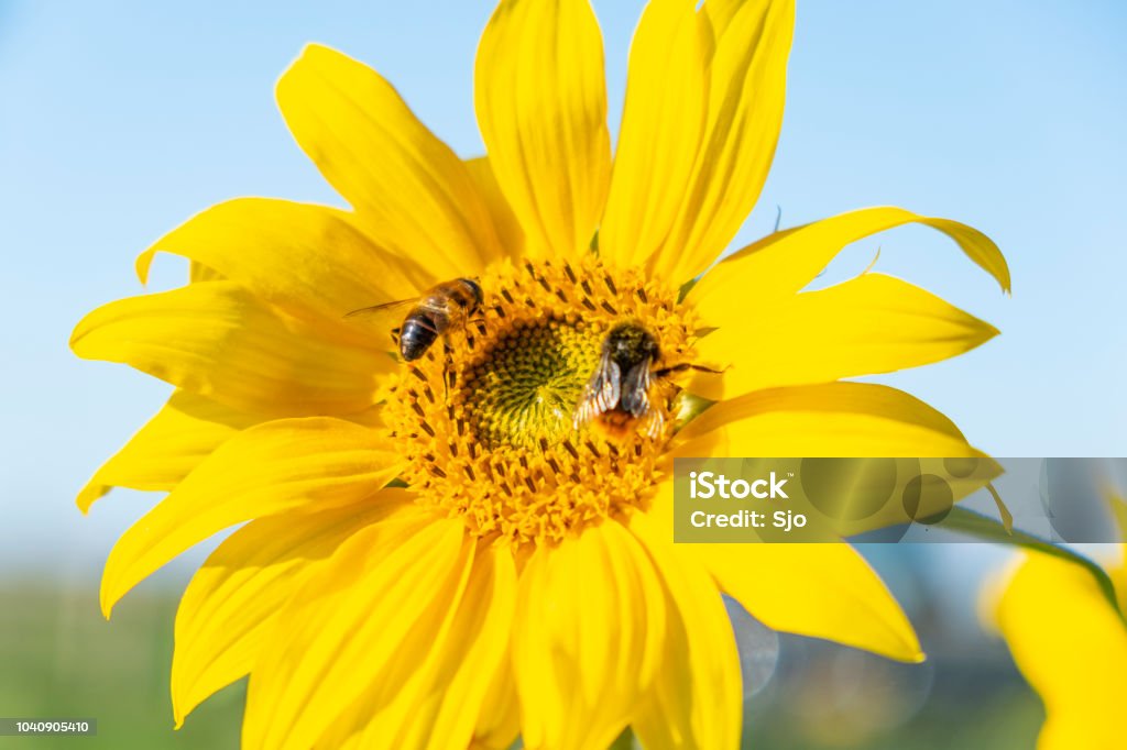 Bumblebee and Bee sitting on a Sunflower with blue sky background during summer Agricultural Field Stock Photo