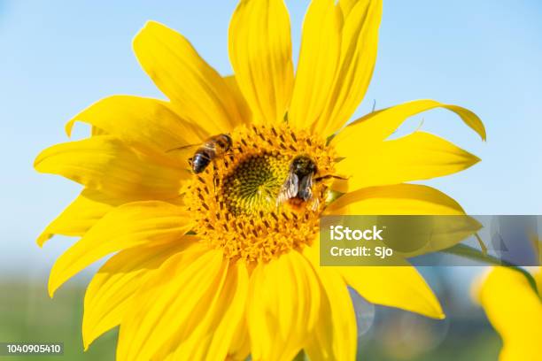 Bumblebee And Bee Sitting On A Sunflower With Blue Sky Background During Summer Stock Photo - Download Image Now