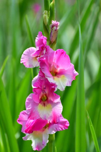 gladiolo flores - gladiolus single flower flower yellow fotografías e imágenes de stock