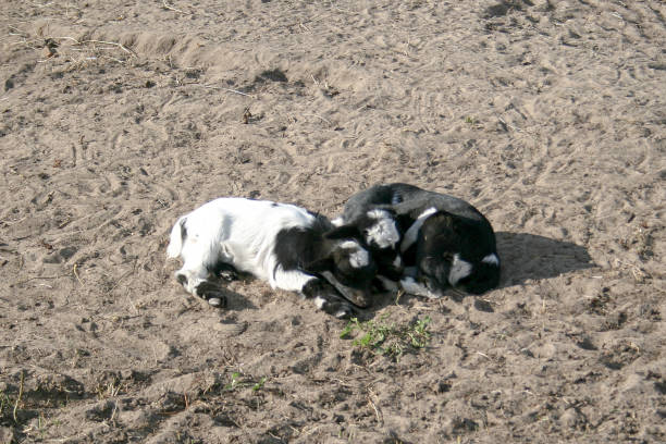 istock two black and white baby goats laying down together 1040906656