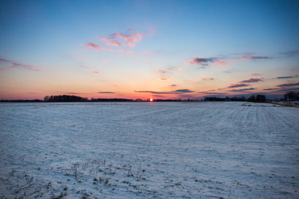Crimson Sunset over Snowy American Corn Fields in Winter with Blue Sky