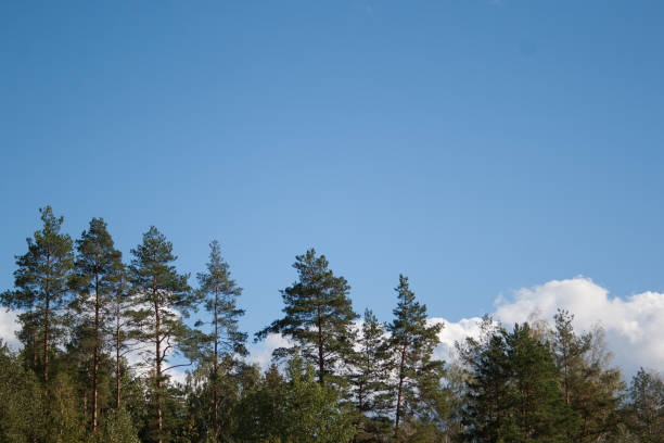 istock Pine trees forest tops on blue sky with white big cumulus clouds 1040906748