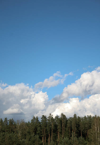 istock Pine trees forest tops on blue sky with white big cumulus clouds 1040906760