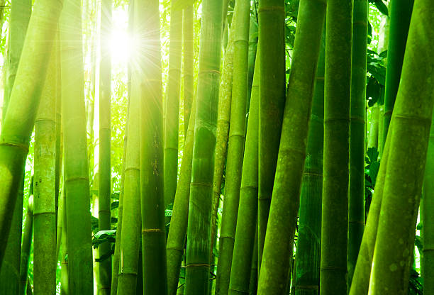 bosque de bambú - tree bamboo tall japanese culture fotografías e imágenes de stock