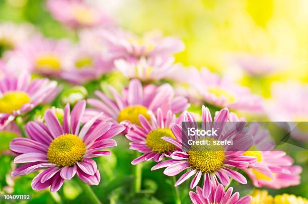 Daisies - Fotografie stock e altre immagini di Morbidezza - Morbidezza, Nebbia, Scena rurale