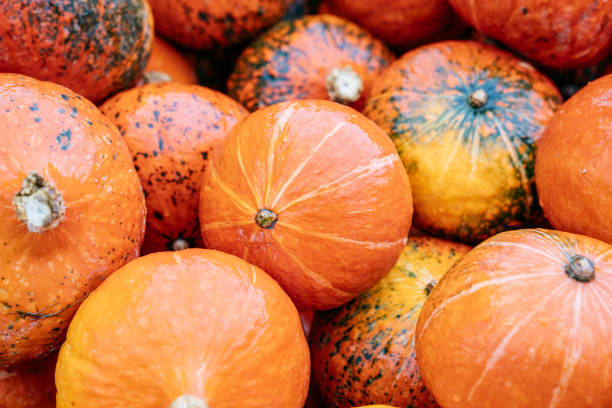 istock Bunch of fresh pumpkins 1040912150