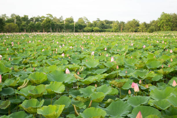 istock water lilies in sukhothai in thailand 1040913038