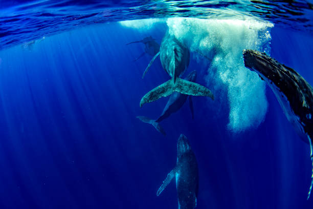 istock Humpback whale underwater in Moorea French Polynesia 1040913118