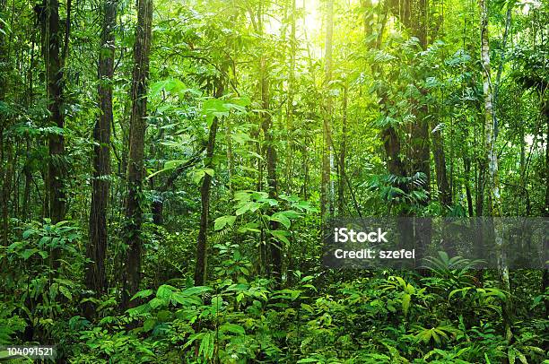 Dense Forest Stock Photo - Download Image Now - Tropical Rainforest, Crowded, Rainforest