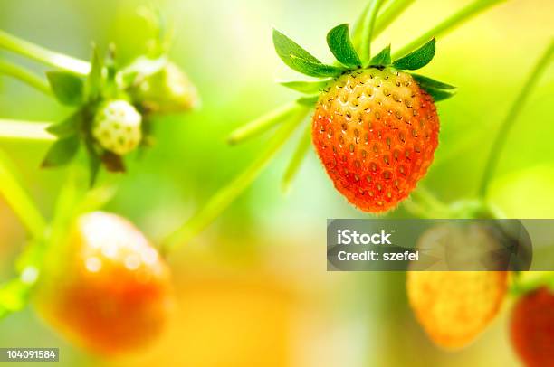 Strawberry Owoce Na Oddziale - zdjęcia stockowe i więcej obrazów Truskawkowe pole - Truskawkowe pole, Truskawka, Bez ludzi