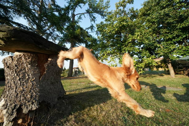 istock puppy dog cocker spaniel portrait jumping on grass 1040915998