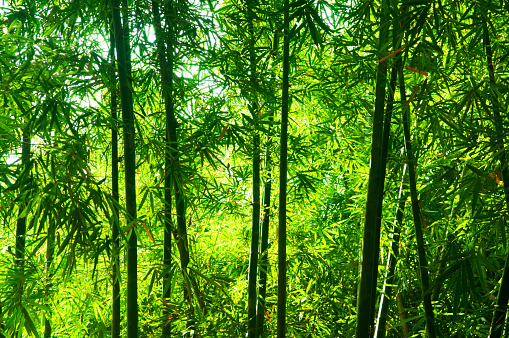 Bamboo in the garden, close up of bamboo branches with green leaves.