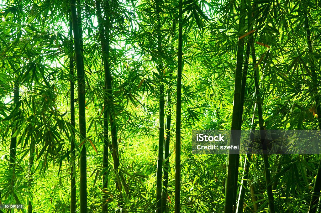 Floresta de Bambu - Royalty-free Alto - Descrição Física Foto de stock