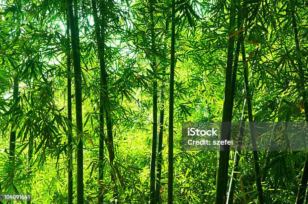 Floresta De Bambu - Fotografias de stock e mais imagens de Alto - Descrição Física - Alto - Descrição Física, Ao Ar Livre, Arbusto