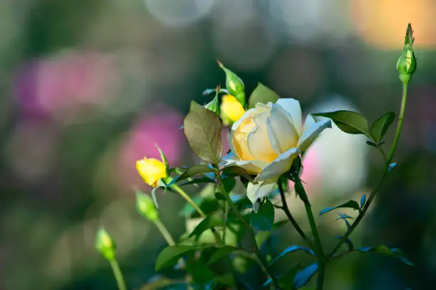 Yellow rose flower against smooth blurry background. Beautiful floral summer scene. Free space to enter text