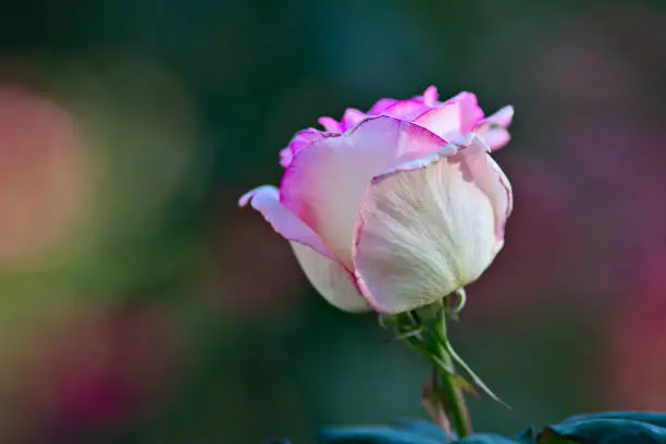 Pink rose flower against dark smooth blurry background. Beautiful floral summer scene. Free space to enter text