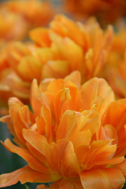 istock tulips Orange princesses 1040917248