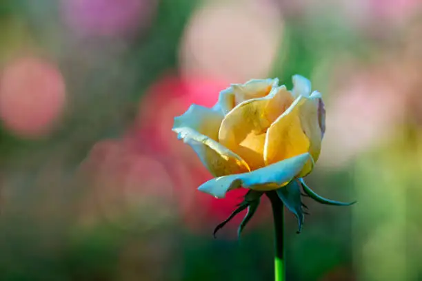 Yellow rose flower against smooth blurry background. Beautiful floral summer scene. Free space to enter text