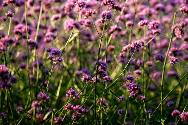 istock Verbena flowers on a flowerbed 1040917396