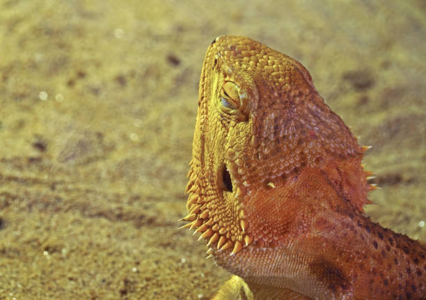 Barrington Bay or Santa Fe Island lies in the center of the Galapagos Islands, southeast of Santa Cruz Island