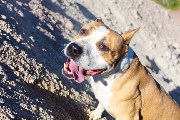 istock American Staffordshire Terrier on the Mountain 1040917532
