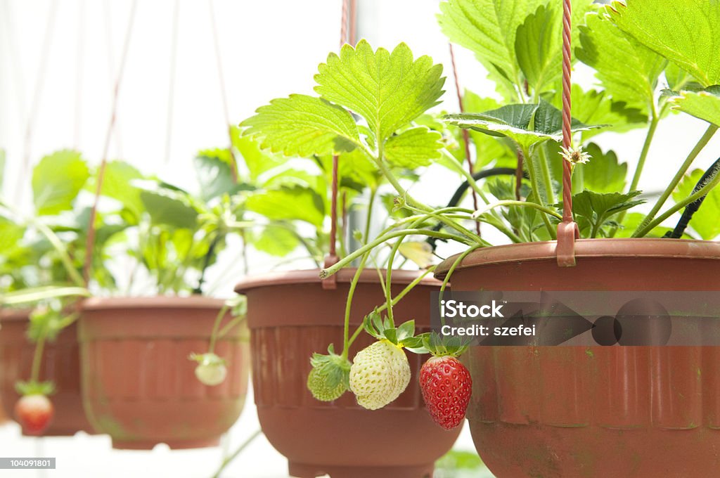 Erdbeer-plant - Lizenzfrei Blumenampel Stock-Foto
