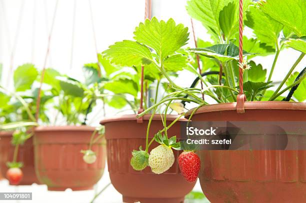 Erdbeerplant Stockfoto und mehr Bilder von Blumenampel - Blumenampel, Erdbeere, Kulturpflanze