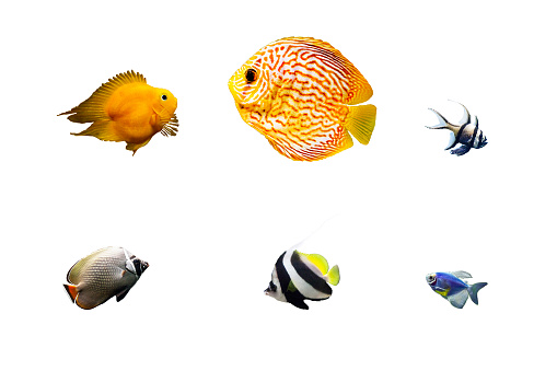 Colorful marine fish are kept in glass aquariums