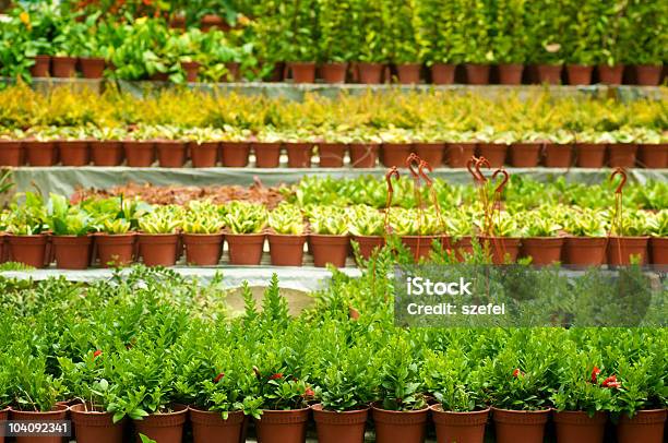 Estufa - Fotografias de stock e mais imagens de Flor - Flor, Vender, Pendurar