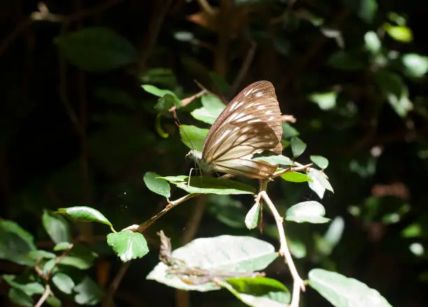 Photo of Short Banded Sailor butterfly (Neptis columella) on leaf