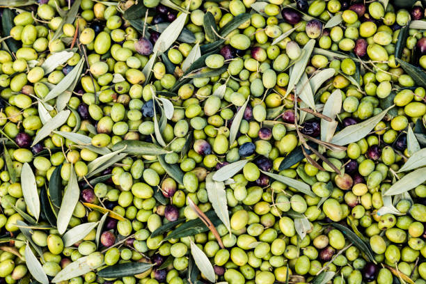 close-up de azeitonas verdes - tuscany italy italian culture autumn - fotografias e filmes do acervo