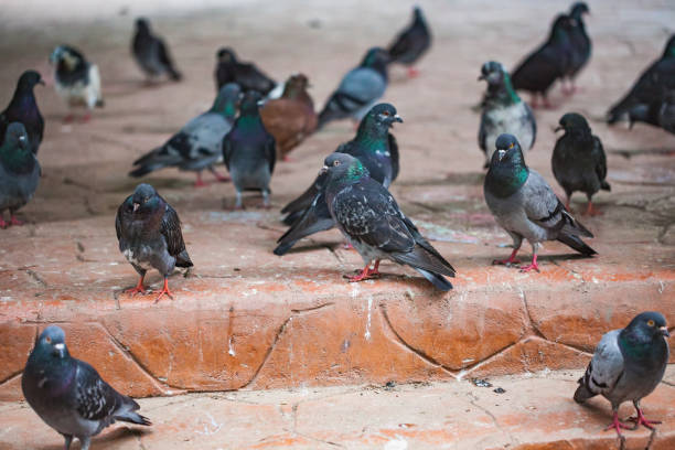 istock Pigeons at a public square 1040927538