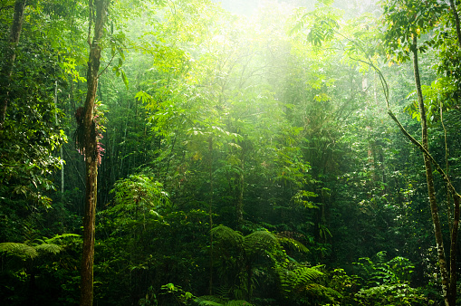 Green tropical rainforest deep inside the jungle of Bali, Indonesia, Asia.