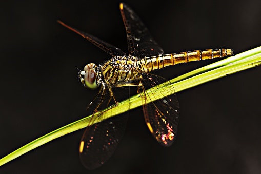Dragonfly on grass leaf (black background)