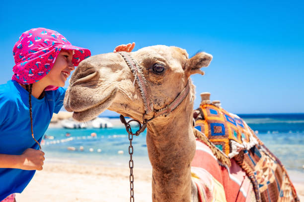 istock Happy Young Girl Bonding With a Camel in Egypt 1040935186
