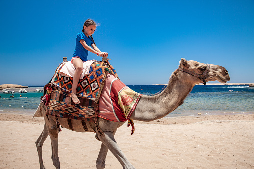 An adult Egyptian camel for transporting tourists rests lying on a sandy beach against the backdrop of a beautiful sea. Egypt. in the summer holiday on a camel ride