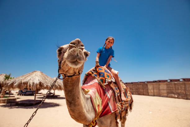 istock Young Girl Enjoying Riding a Camel in Egypt 1040935208